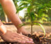 Afforestation: The Inevitable Pathway to a Healthy Environment and a Greener Future