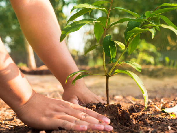 Afforestation: The Inevitable Pathway to a Healthy Environment and a Greener Future